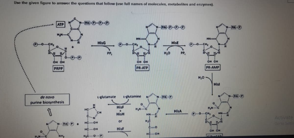 Use the given figure to answer the questions that follow (use full names of molecules, metabolites and enzymes).
-CH₂
H₂N-
ATP
H₂N-
OH OH
PRPP
de novo
purine biosynthesis
1
N
Rib
NH₂
+
Rib
HC
#
HisG
L-glutamate
CH
PP₁
HC- OH
HC OH
H₂C OP
HisF
HisH
or
HN:
HisF
-CH₂
HHHH
L-glutamine N
OH OH
PR-ATP
O
H₂N-
HN
H₂C
NRD℗ ℗ ℗
N-RD-P
CO
N
H₂O
HC -OH
HisE
PP₁
HISA
℗0
HN
-CH₂
H₂O
OH OH
PR-AMP
CH,
Hist
H₂N-
H
O
HN-
OH OH
CONCAD
RD-P
Activate
Go to Settin