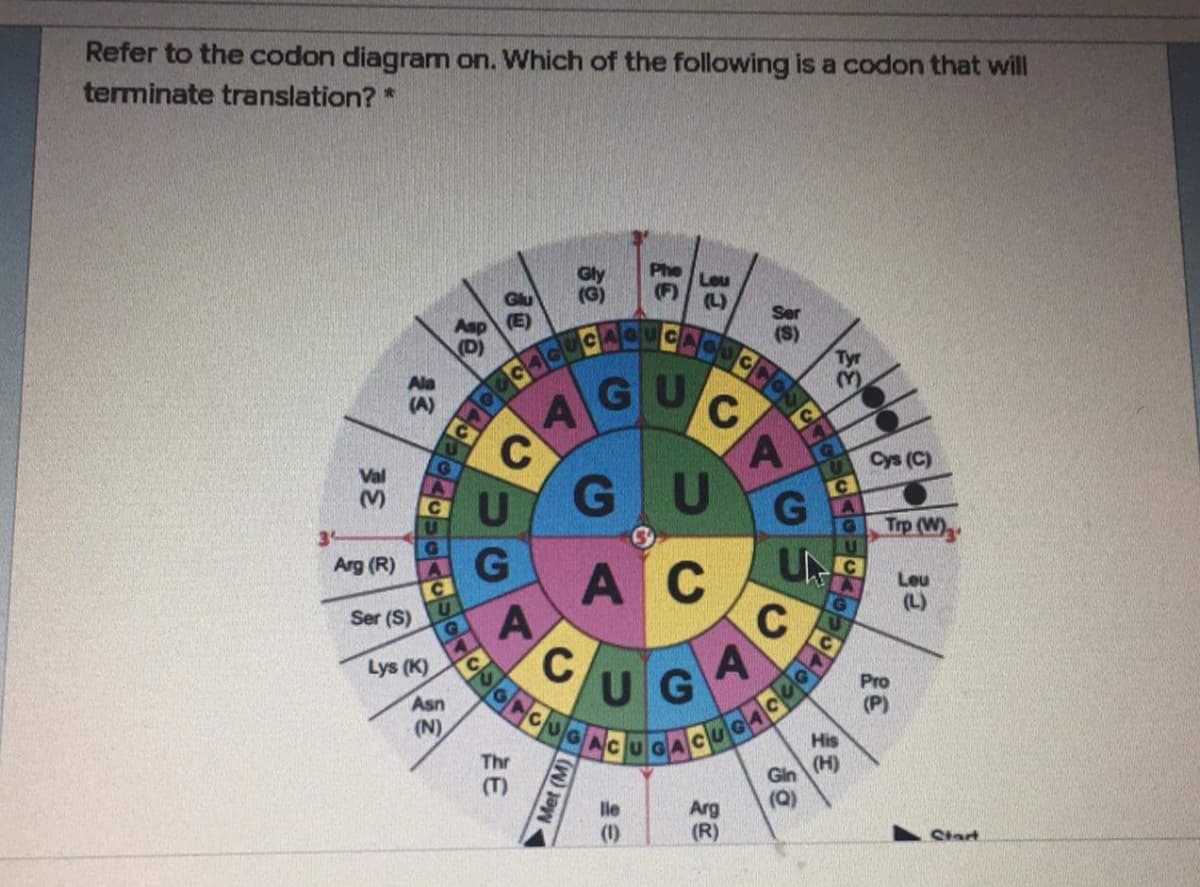 Refer to the codon diagram on. Which of the following is a codon that will
terminate translation? *
Phe
AGU
Cys (C)
G
Trp (W)
G
UN
A C
C
Arg (R)
Leu
(L)
A
Ser (S)
Lys (K)
A
UG
Asn
(N)
His
(H)
Thr
Gin
(Q)
(T)
Arg
(R)
lle
(1)
Ctart
是3
Met
