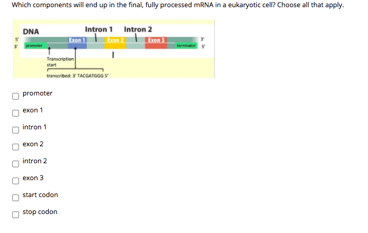 Which components will end up in the final, fully processed MRNA in a eukaryotic cell? Choose all that apply.
Intron 1 Intron 2
Exon 2
DNA
Exon 1
Exon 3
5'
3' promoter
terminator
Transcription
start
transcribed: 3' TACGATGGG 5
promoter
exon 1
intron 1
exon 2
intron 2
exon 3
start codon
stop codon
