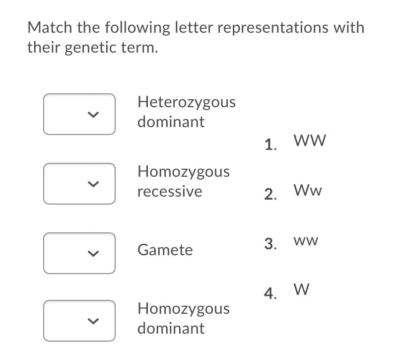 Match the following letter representations with
their genetic term.
Heterozygous
dominant
1. ww
Homozygous
recessive
2. Ww
Gamete
3. ww
4. W
Homozygous
dominant
