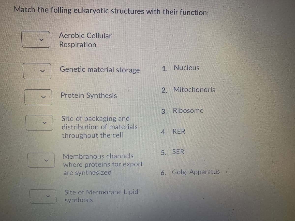 Match the folling eukaryotic structures with their function:
Aerobic Cellular
Respiration
Genetic material storage
1. Nucleus
2. Mitochondria
Protein Synthesis
3. Ribosome
Site of packaging and
distribution of materials
4. RER
throughout the cell
5. SER
Membranous channels
where proteins for export
are synthesized
6. Golgi Apparatus
Site of Mermbrane Lipid
synthesis
