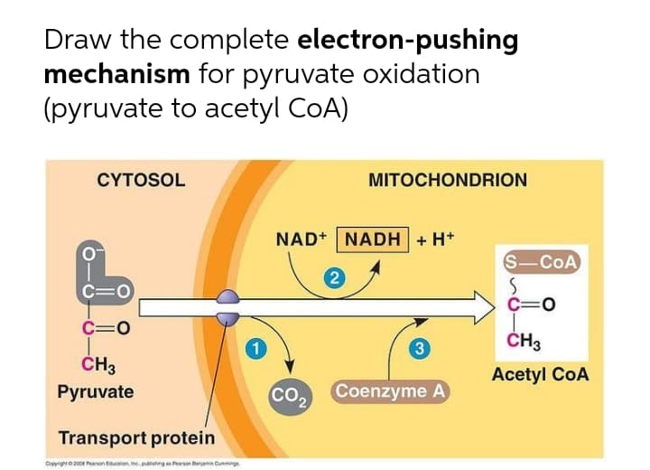 Draw the complete electron-pushing
mechanism for pyruvate oxidation
(pyruvate to acetyl CoA)
CYTOSOL
MITOCHONDRION
NAD+ NADH + H+
S-COA
C=0
C=0
1
ČH3
ČH3
Acetyl CoA
Pyruvate
Co2
CO.
Coenzyme A
Transport protein
Copyrgo 200e Pearson toucnon, ne. paing as Pearson Benjamin Cumnings
