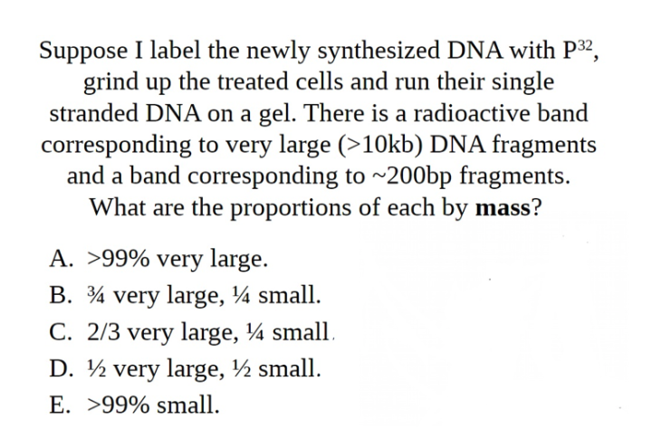 Suppose I label the newly synthesized DNA with P32,
grind up the treated cells and run their single
stranded DNA on a gel. There is a radioactive band
corresponding to very large (>10kb) DNA fragments
and a band corresponding to ~200bp fragments.
What are the proportions of each by mass?
A. >99% very large.
B. ¾ very large, ¼ small.
C. 2/3 very large, ¼ small.
D. ½ very large, ½ small.
E. >99% small.
