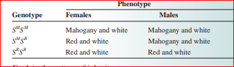 Phenotype
Genotype
Females
Males
Mahogany and white
Mahogany and white
Mahogany and white
Red and white
s"s*
Red and white
Red and white
