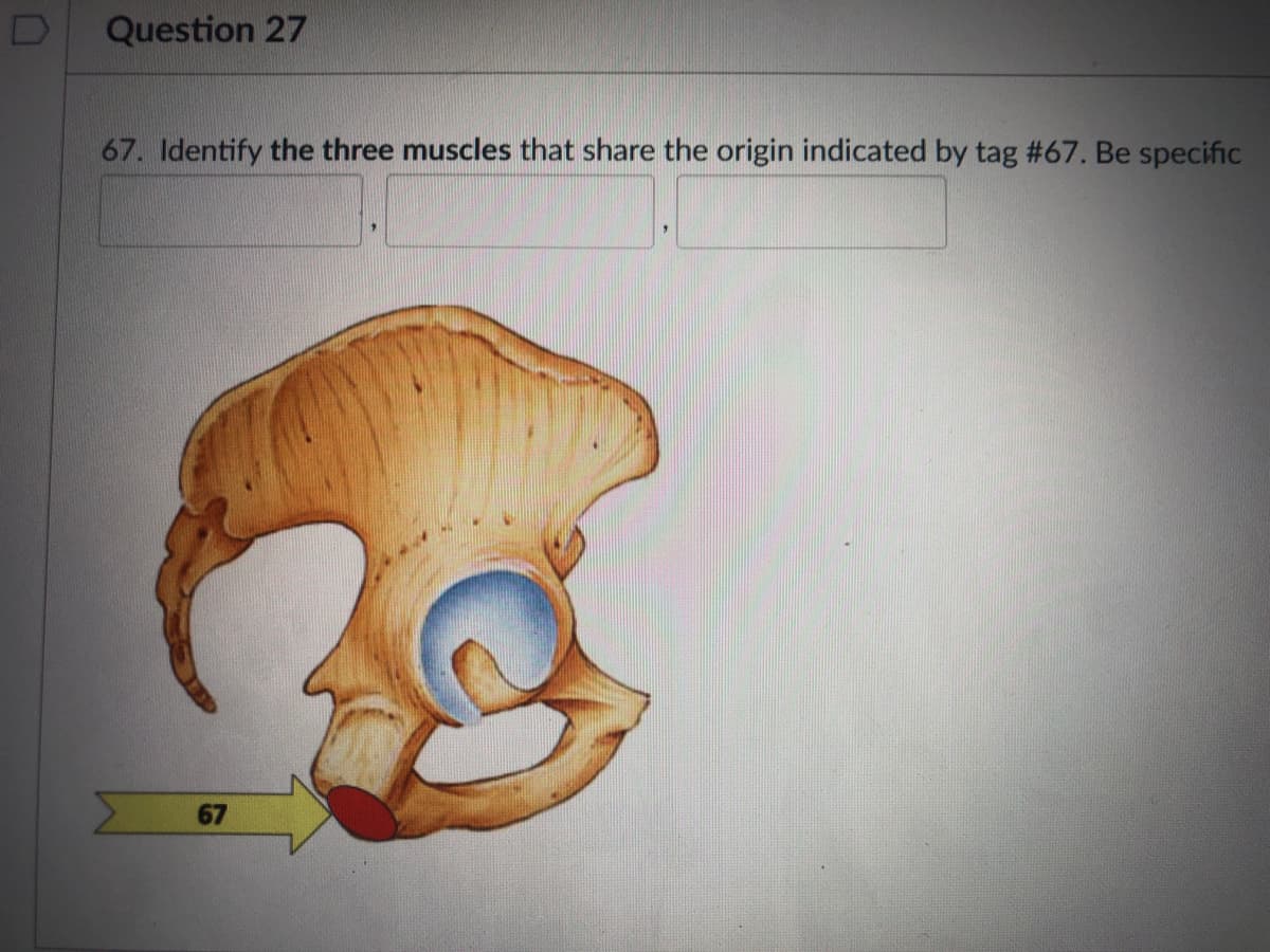 Question 27
67. Identify the three muscles that share the origin indicated by tag #67. Be specific
67
