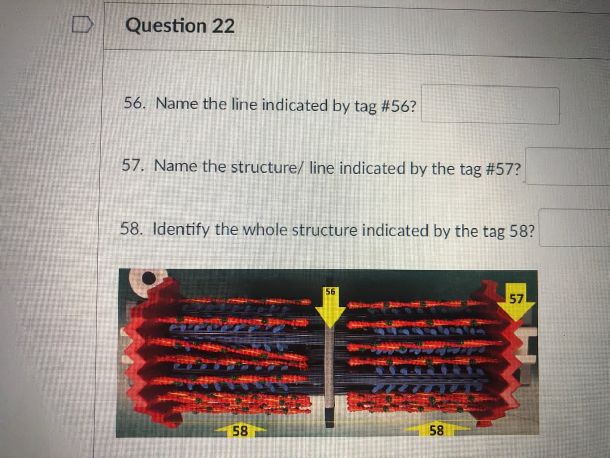 Question 22
56. Name the line indicated by tag #56?
57. Name the structure/ line indicated by the tag #57?
58. Identify the whole structure indicated by the tag 58?
56
57
58
58
