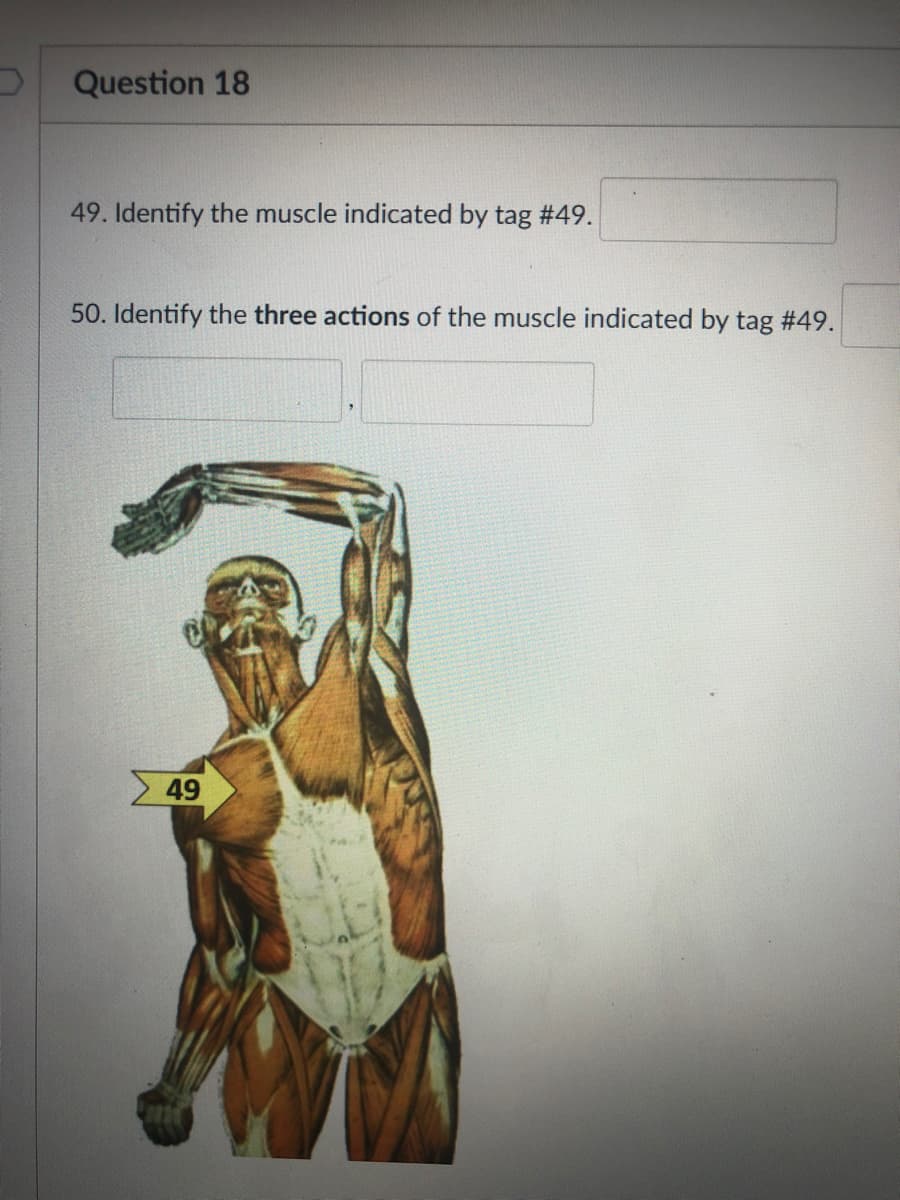 Question 18
49. Identify the muscle indicated by tag #49.
50. Identify the three actions of the muscle indicated by tag #49.
49
