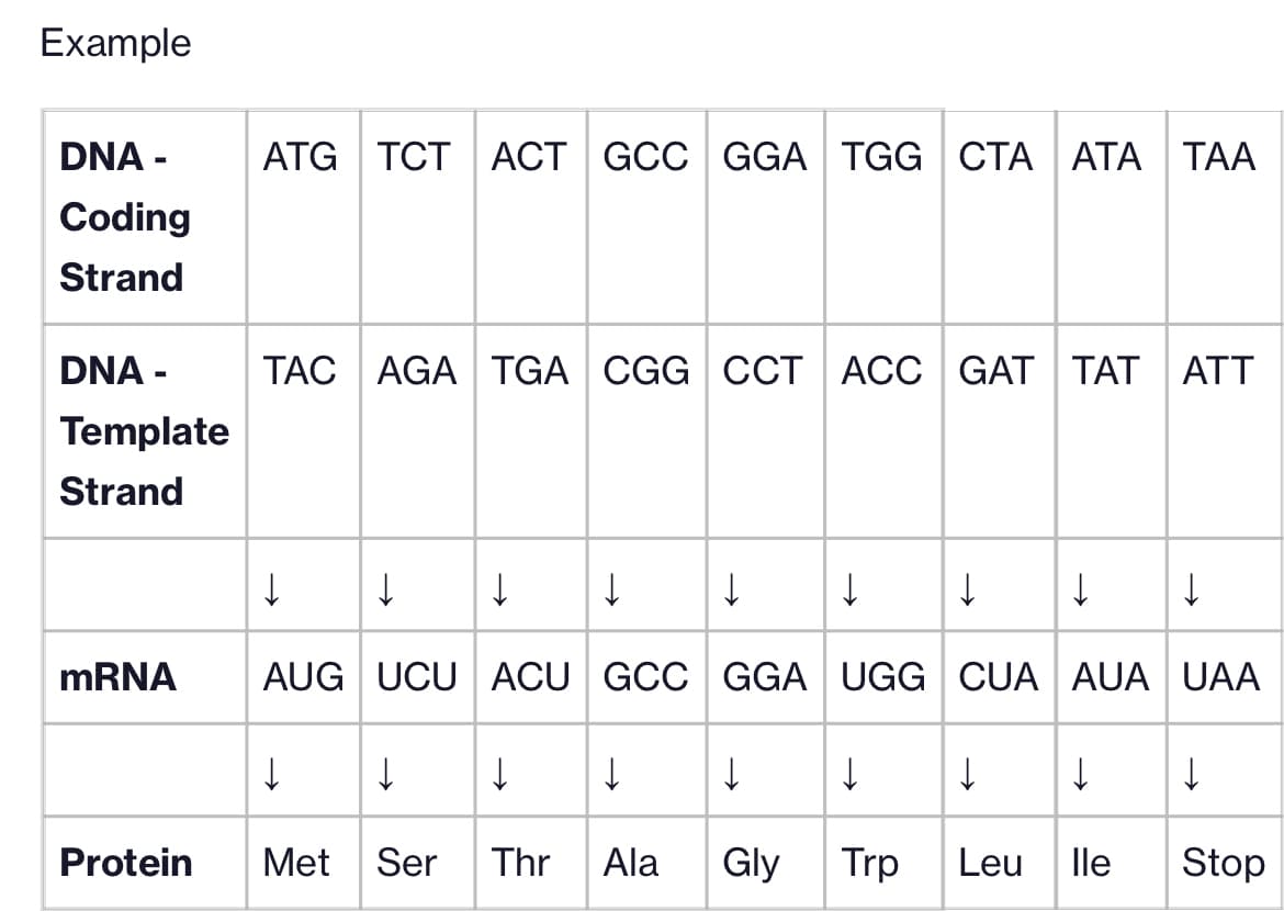 Example
DNA-
Coding
Strand
DNA -
Template
Strand
mRNA
Protein
ATG TCT ACT GCC GGA TGG CTA ATA TAA
TAC AGA TGA CGG CCT ACC GAT TAT ATT
↓ ↓ ↓ |↓ ↓
↓
AUG UCU ACU GCC GGA UGG CUA AUA UAA
↓ ↓ ↓ ↓
Met Ser Thr Ala Gly Trp
↓
↓ ↓ ↓
↓
↓
↓
↓
Leu lle Stop