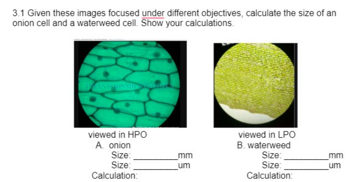 3.1 Given these images focused under different objectives, calculate the size of an
onion cell and a waterweed cell. Show your calculations.
TREVISIONMIO
viewed in HPO
A. onion
Size:
Size:
Calculation:
mm
um
viewed in LPO
B. waterweed
Size:
Size:
Calculation:
_mm
um