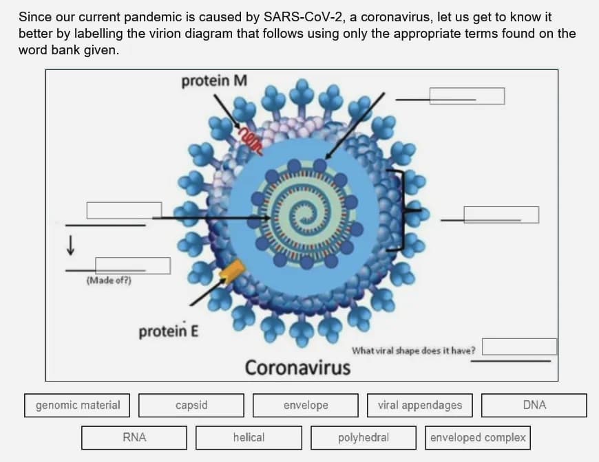 Since our current pandemic is caused by SARS-CoV-2, a coronavirus, let us get to know it
better by labelling the virion diagram that follows using only the appropriate terms found on the
word bank given.
protein M
(Made of?)
protein E
What viral shape does it have?
Coronavirus
genomic material
capsid
envelope
viral appendages
DNA
RNA
helical
polyhedral
enveloped complex
