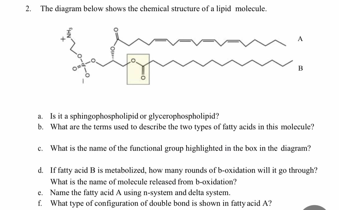 2.
The diagram below shows the chemical structure of a lipid molecule.
A
B
Is it a sphingophospholipid or glycerophospholipid?
b. What are the terms used to describe the two types of fatty acids in this molecule?
а.
с.
What is the name of the functional group highlighted in the box in the diagram?
d. If fatty acid B is metabolized, how many rounds of b-oxidation will it go through?
What is the name of molecule released from b-oxidation?
e. Name the fatty acid A using n-system and delta system.
f.
What type of configuration of double bond is shown in fatty acid A?
