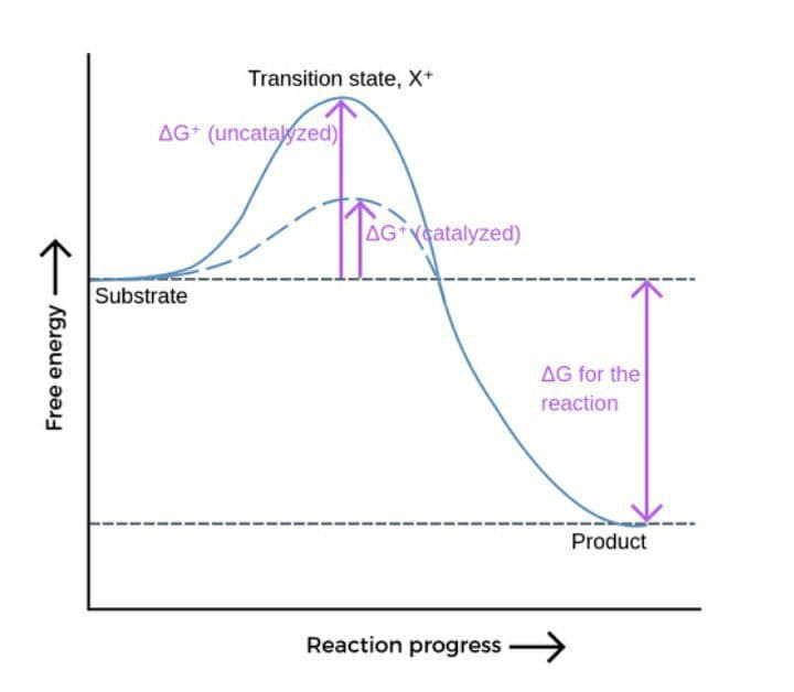 Transition state, X*
AG* (uncatayzed)
AG catalyzed)
Substrate
AG for the
reaction
Product
Reaction progress >
Free energy

