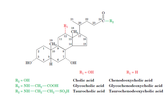 21
22
24
-R2
20
23
R1
CH3
18
12
11
17
16
19
13
CH3
14
15
1
9
10
8.
7
4
но
HO
R = OH
R = H
R2 = OH
R 3D NH— CH, — СООН
R2 = NH-CH,-CH2-SO,H Taurocholic acid
Cholic acid
Chenodeoxycholic acid
Glycocholic acid
Glycochenodeoxycholic acid
Taurochenodeoxycholic acid
