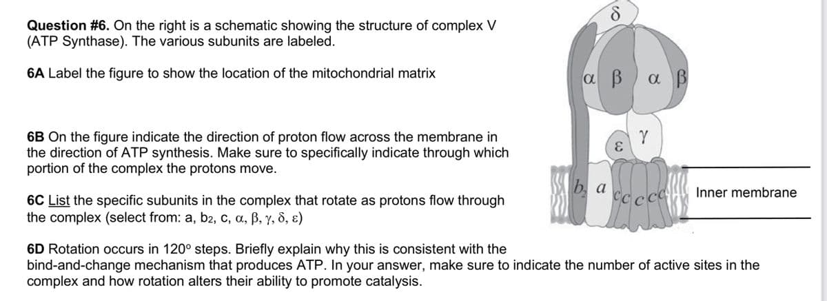 co
S
Question #6. On the right is a schematic showing the structure of complex V
(ATP Synthase). The various subunits are labeled.
6A Label the figure to show the location of the mitochondrial matrix
αβλαβ
Y
6B On the figure indicate the direction of proton flow across the membrane in
the direction of ATP synthesis. Make sure to specifically indicate through which
portion of the complex the protons move.
E
Ab, a
a cc ccc
Inner membrane
6C List the specific subunits in the complex that rotate as protons flow through
the complex (select from: a, b2, c, a, ß, y, 8, ɛ)
6D Rotation occurs in 120° steps. Briefly explain why this is consistent with the
bind-and-change mechanism that produces ATP. In your answer, make sure to indicate the number of active sites in the
complex and how rotation alters their ability to promote catalysis.