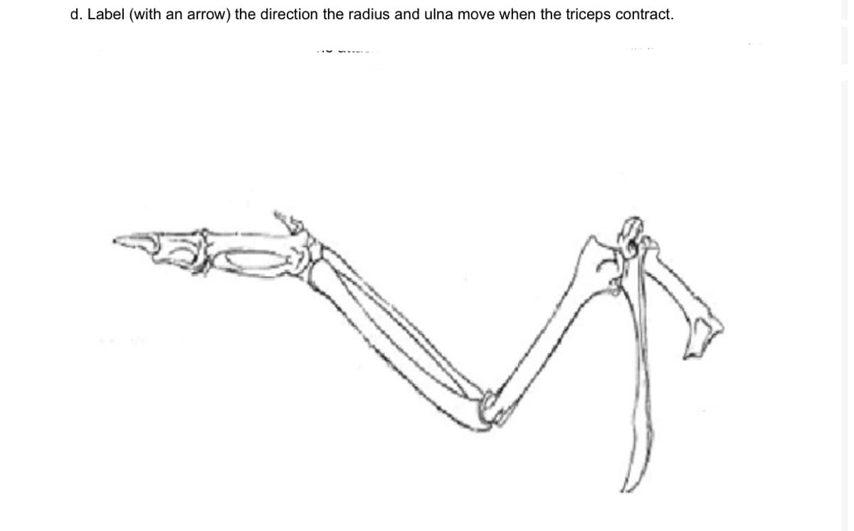 d. Label (with an arrow) the direction the radius and ulna move when the triceps contract.