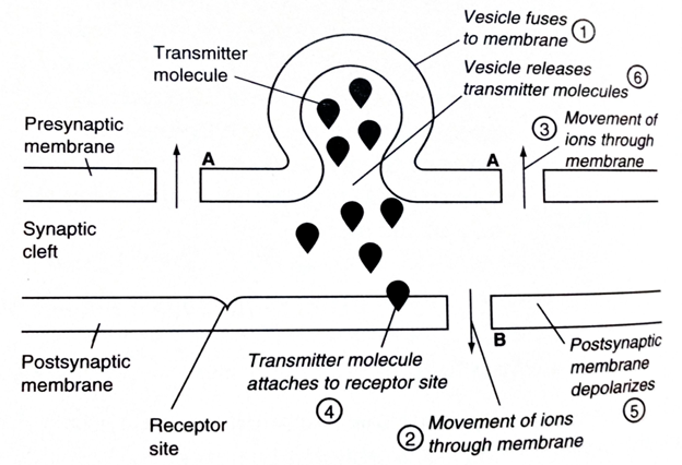 Vesicle fuses
- to membrane
Transmitter
Vesicle releases
molecule
transmitter molecules
Presynaptic
membrane
Movement of
ions through
membrane
Synaptic
cleft
B
Postsynaptic
membrane
Transmitter molecule
Postsynaptic
membrane
attaches to receptor site
depolarizes
(4
Receptor
site
Movement of ions
through membrane
