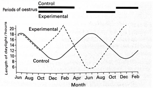 Control
Periods of oestrus)
Experimental
Xx
20-
18-
16-
Experimental
14-
12-
10-
8-
6-
Control
Jun Aug Oct Dec Feb Apr Jun Aug Oct Dec Feb
Month
Length of daylight/hours
