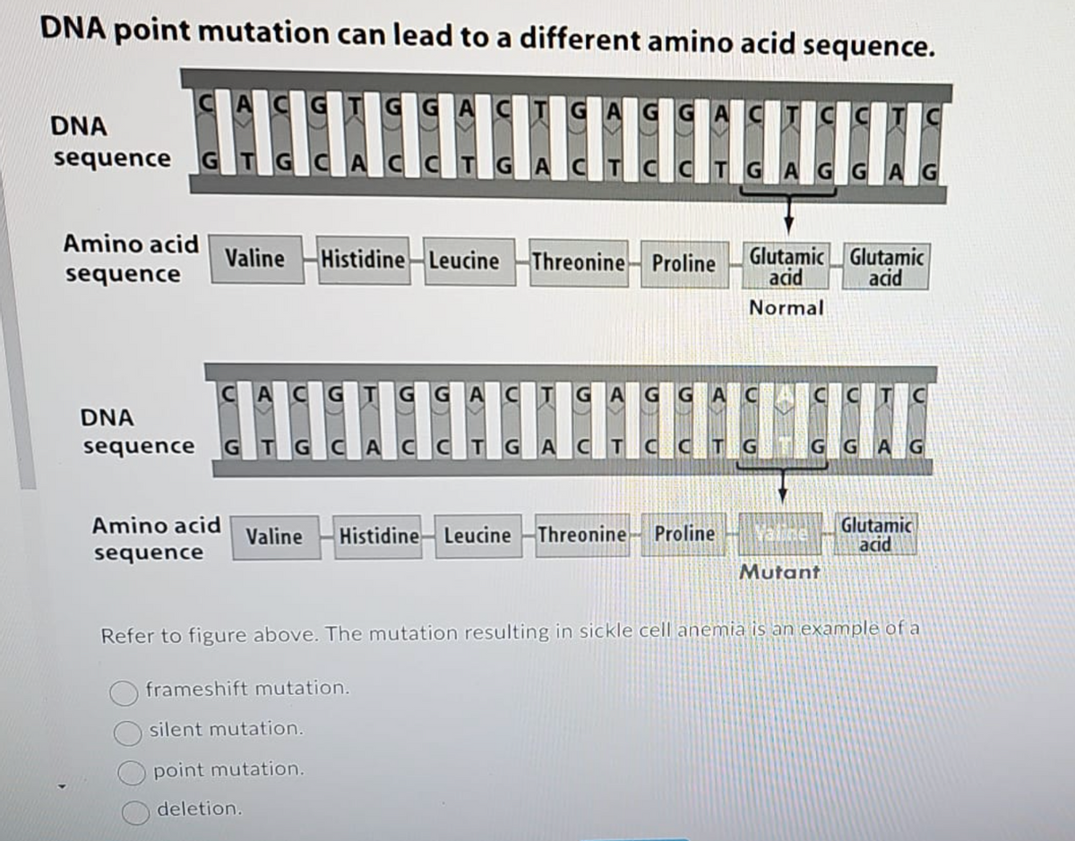 DNA point mutation can lead to a different amino acid sequence.
DNA
sequence GT
Amino acid
sequence
Valine
Amino acid
sequence
GGA
AC
GAC
AG
TGAGGAG
Histidine-Leucine Threonine Proline
frameshift mutation.
silent mutation.
point mutation.
deletion.
G
GGAC GAGGA
DNA
ITI
sequence G GCAC CTG ACT C CTG
Glutamic Glutamic
acid
acid
Normal
GGA
Valine Histidine Leucine -Threonine- Proline Valine
Mutant
Glutamic
acid
Refer to figure above. The mutation resulting in sickle cell anemia is an example of a