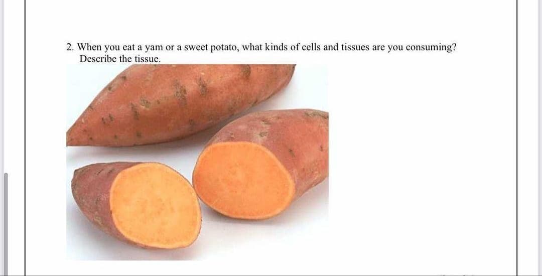 2. When you eat a yam or a sweet potato, what kinds of cells and tissues are you consuming?
Describe the tissue.
