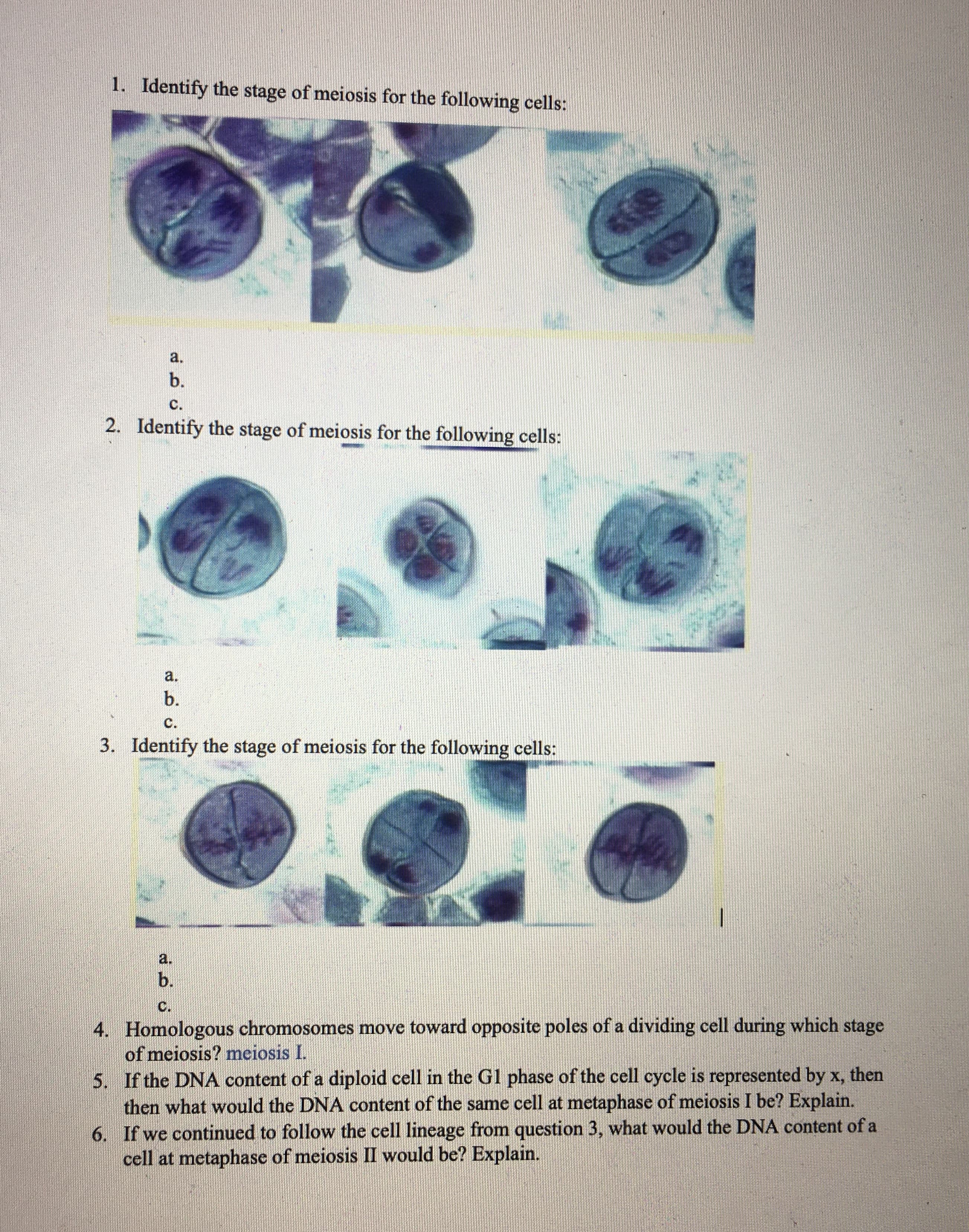 1. Identify the stage of meiosis for the following cells:
a.
