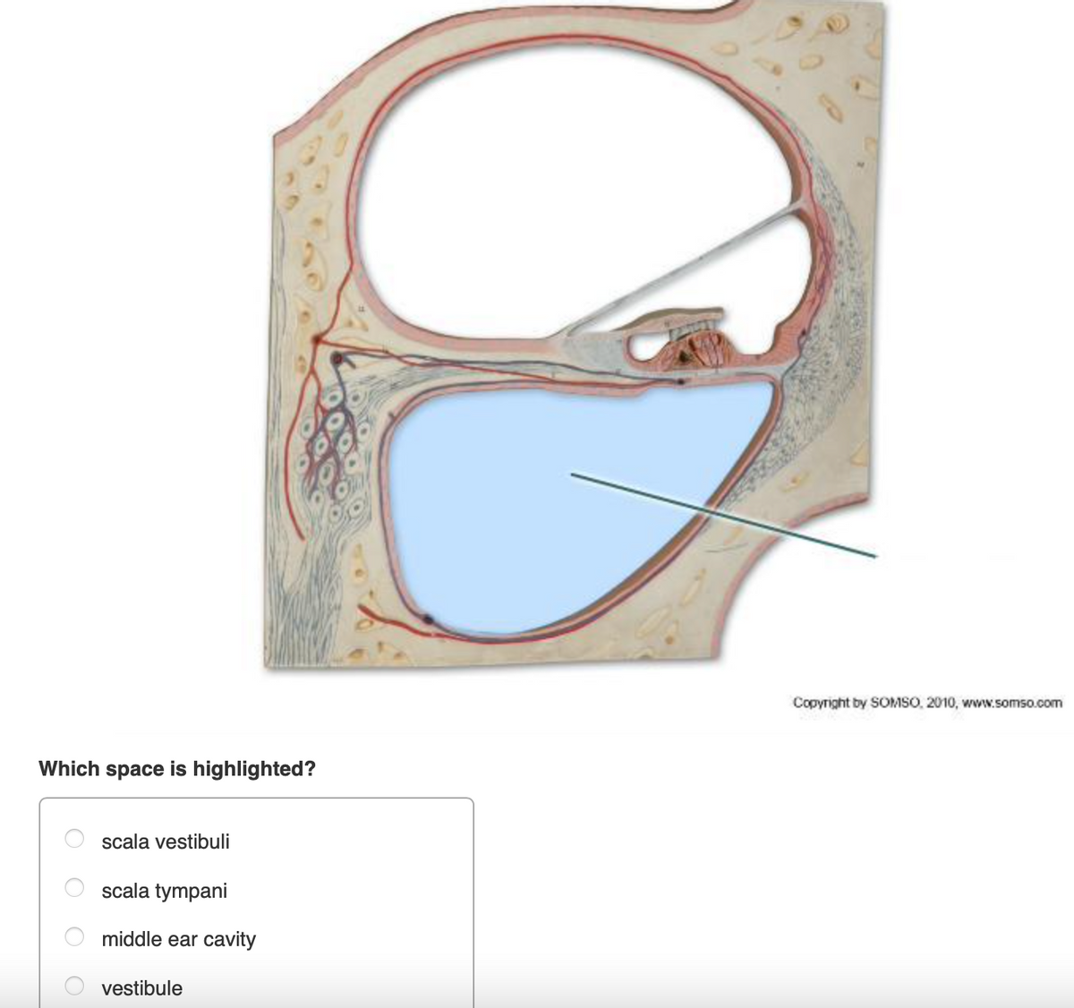 Copyright by SOMSO, 2010, www.somso.com
Which space is highlighted?
scala vestibuli
scala tympani
middle ear cavity
vestibule

