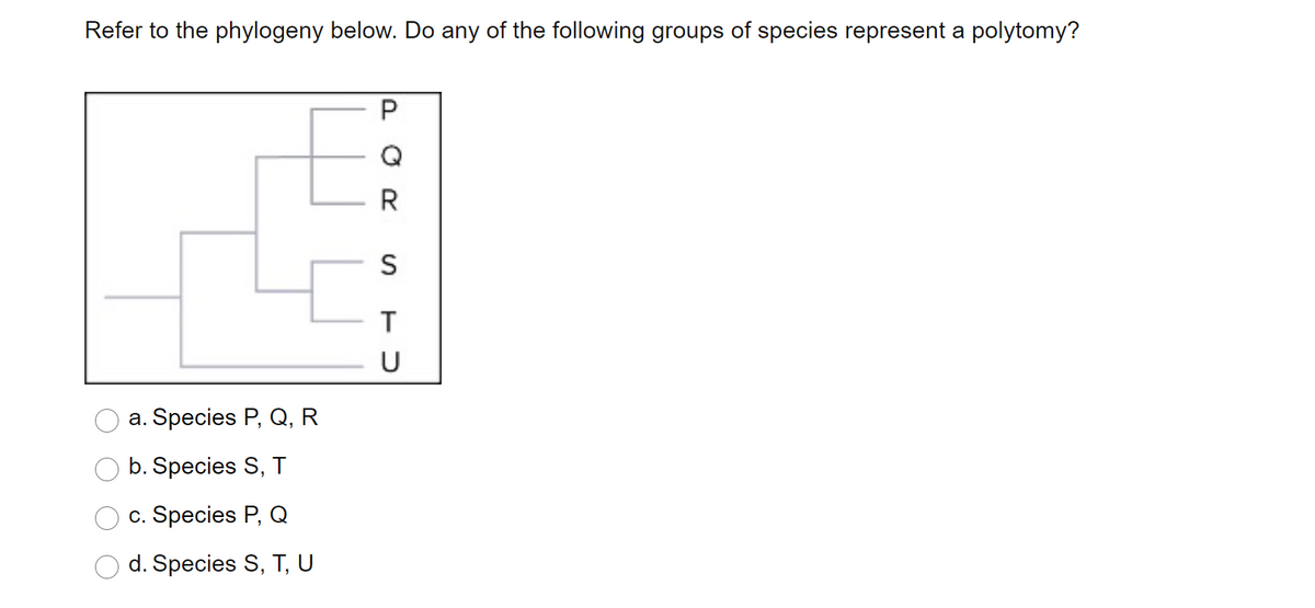 Refer to the phylogeny below. Do any of the following groups of species represent a polytomy?
Q
R
S
U
a. Species P, Q, R
b. Species S, T
c. Species P, Q
d. Species S, T, U
