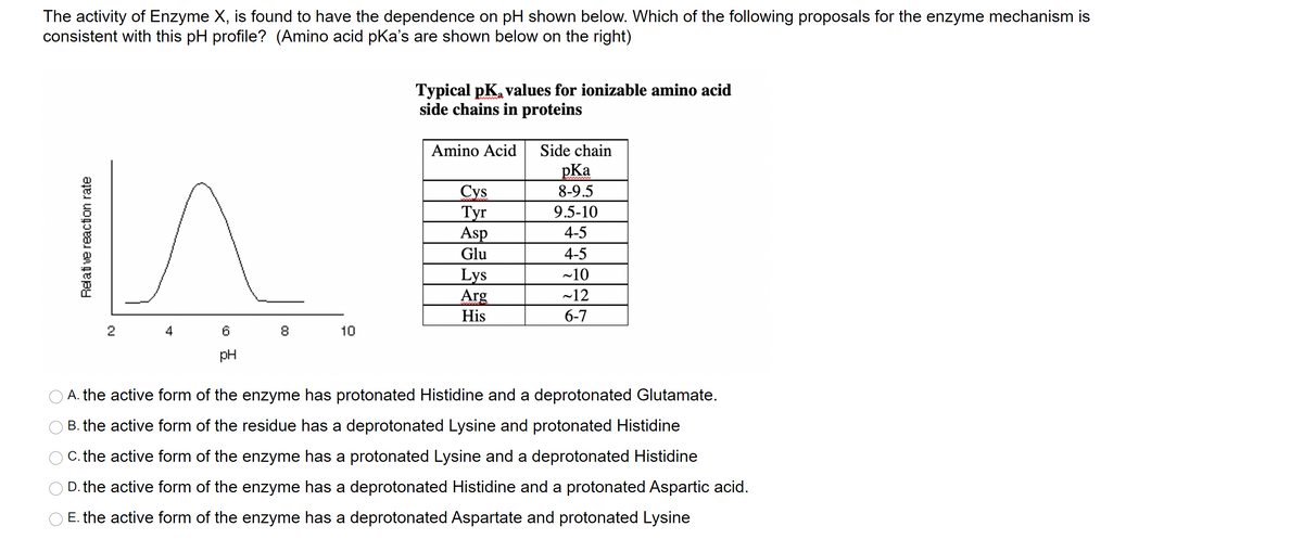 The activity of Enzyme X, is found to have the dependence on pH shown below. Which of the following proposals for the enzyme mechanism is
consistent with this pH profile? (Amino acid pKa's are shown below on the right)
Typical pK, values for ionizable amino acid
side chains in proteins
Amino Acid
Side chain
pKa
Сys
Туг
Asp
8-9.5
9.5-10
4-5
Glu
4-5
Lys
Arg
~10
~12
His
6-7
2
4
10
pH
A. the active form of the enzyme has protonated Histidine and a deprotonated Glutamate.
O B. the active form of the residue has a deprotonated Lysine and protonated Histidine
O C. the active form of the enzyme has a protonated Lysine and a deprotonated Histidine
D. the active form of the enzyme has a deprotonated Histidine and a protonated Aspartic acid.
E. the active form of the enzyme has a deprotonated Aspartate and protonated Lysine
