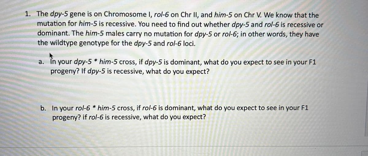 1. The dpy-5 gene is on Chromosome I, rol-6 on Chr II, and him-5 on Chr V. We know that the
mutation for him-5 is recessive. You need to find out whether dpy-5 and rol-6 is recessive or
dominant. The him-5 males carry no mutation for dpy-5 or rol-6; in other words, they have
the wildtype genotype for the dpy-5 and rol-6 loci.
a. In your dpy-5* him-5 cross, if dpy-5 is dominant, what do you expect to see in your F1
progeny? If dpy-5 is recessive, what do you expect?
b. In your rol-6 * him-5 cross, if rol-6 is dominant, what do you expect to see in your F1
progeny? if rol-6 is recessive, what do you expect?