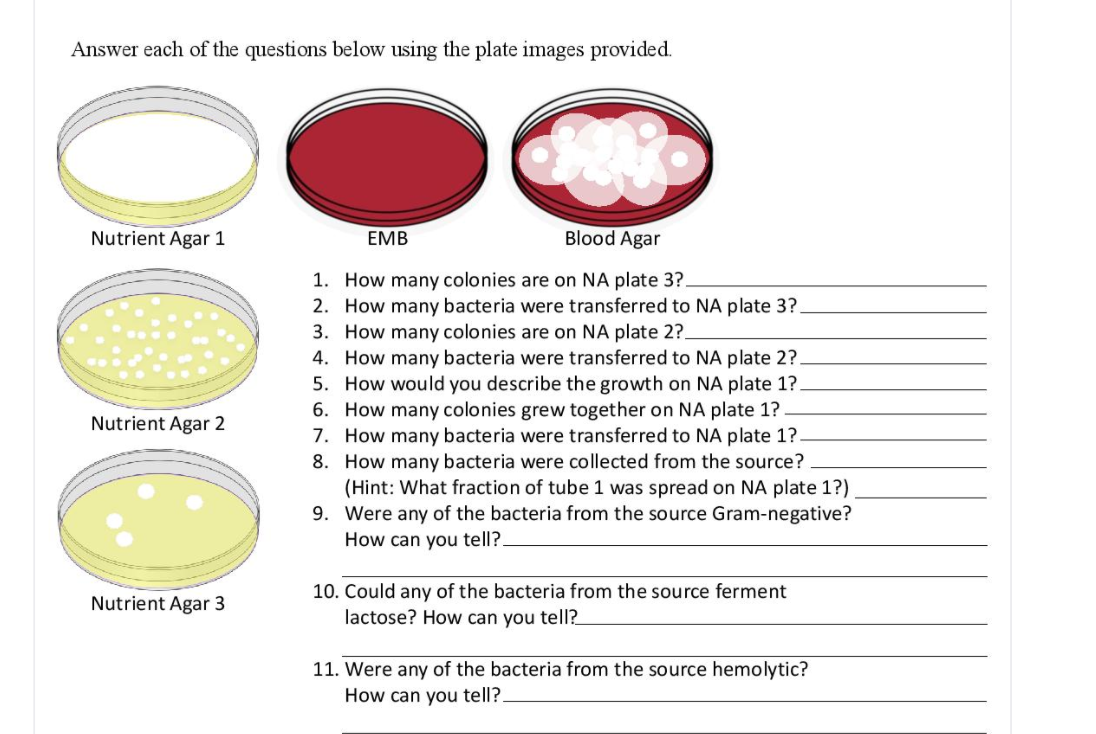 Answer each of the questions below using the plate images provided.
Nutrient Agar 1
EMB
Blood Agar
1. How many colonies are on NA plate 3?.
2. How many bacteria were transferred to NA plate 3?.
3. How many colonies are on NA plate 2?
4. How many bacteria were transferred to NA plate 2?.
5. How would you describe the growth on NA plate 1?.
6. How many colonies grew together on NA plate 1?
7. How many bacteria were transferred to NA plate 1?
Nutrient Agar 2
8. How many bacteria
collected from the source?
(Hint: What fraction of tube 1 was spread on NA plate 1?)
9. Were any of the bacteria from the source Gram-negative?
How can you tell?.
10. Could any of the bacteria from the source ferment
lactose? How can you tell?
Nutrient Agar 3
11. Were any of the bacteria from the source hemolytic?
How can you tell?.
00
