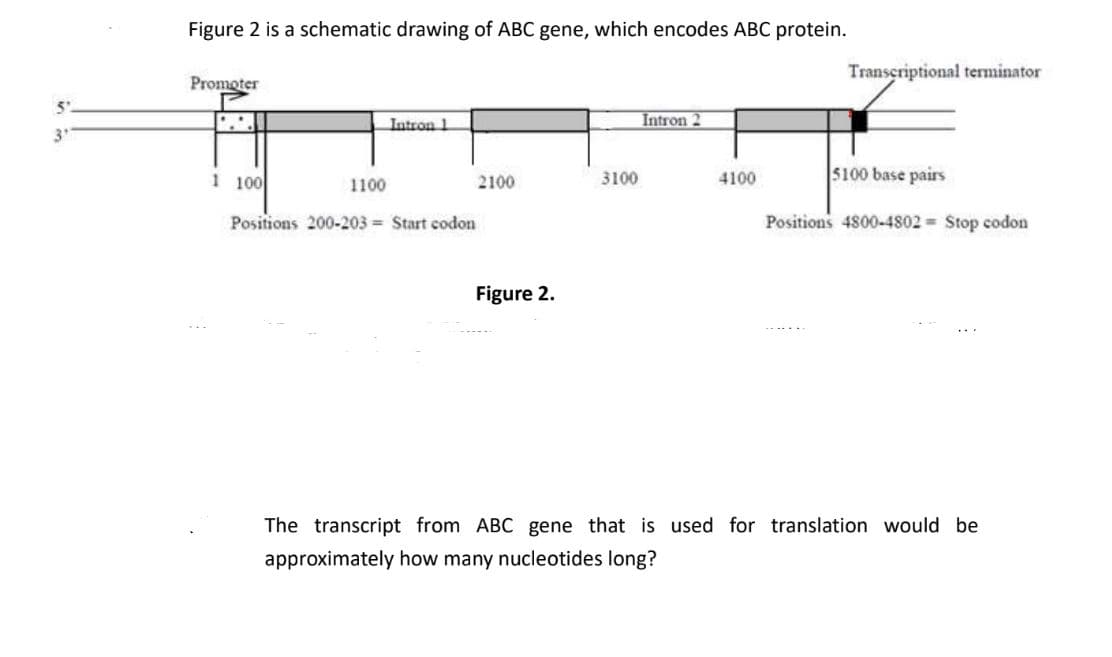 Figure 2 is a schematic drawing of ABC gene, which encodes ABC protein.
Transeriptional terminator
Promoter
Intron 1
Intron 2
1 100
2100
3100
4100
5100 base pairs
1100
Positions 200-203 Start codon
Positions 4800-4802 = Stop codon
Figure 2.
The transcript from ABC gene that is used for translation would be
approximately how many nucleotides long?

