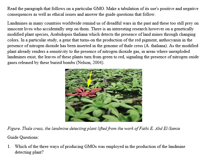 Read the paragraph that follows on a particular GMO. Make a tabulation of its use's positive and negative
consequences as well as ethical issues and answer the guide questions that follow.
Landmines in many countries worldwide remind us of dreadful wars in the past and these too still prey on
innocent lives who accidentally step on them. There is an interesting research however on a genetically
modified plant species, Arabidopsis thaliana which detects the presence of land mines through changing
colors. In a particular study, a gene that turns-on the production of the red pigment, anthocyanin in the
presence of nitrogen dioxide has been inserted in the genome of thale cress (A. thaliana). As the modified
plant already renders a sensitivity to the presence of nitrogen dioxide gas, in areas where unexploded
landmines exist, the leaves of these plants turn from green to red, signaling the presence of nitrogen oxide
gases released by these buried bombs (Nelson, 2004).
Figure. Thale cress, the landmine detecting plant lifted from the work of Fathi E. Abd El-Samie
Guide Questions:
1. Which of the three ways of producing GMOs was employed in the production of the landmine
detecting plant?