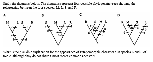 Study the diagrams below. The diagrams represent four possible phylogenetic trees showing the
relationship between the four species: M, L, S, and R.
B
A
M
LS R
M
LR
+d
\t
R
SML
RM S
tota
-444
What is the plausible explanation for the appearance of autapomorphic character c in species L and S of
tree A although they do not share a most recent common ancestor?