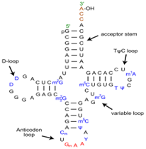A-OH
acceptor stem
Tục loop
Dloop
A
GACACCU
m'CUGUO,
CUCmo
GAGC
c-G
A-u
m'c
variable loop
G
Anticodon
C.
loop
Gn A A
