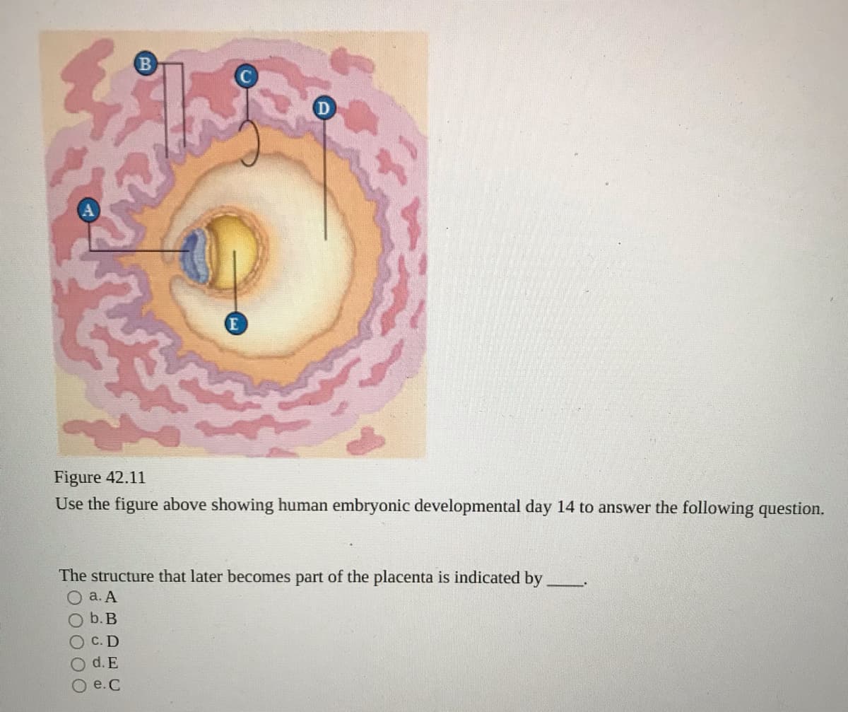 Figure 42.11
Use the figure above showing human embryonic developmental day 14 to answer the following question.
The structure that later becomes part of the placenta is indicated by
а. А
O b.B
О с. D
O d.E
e. C
