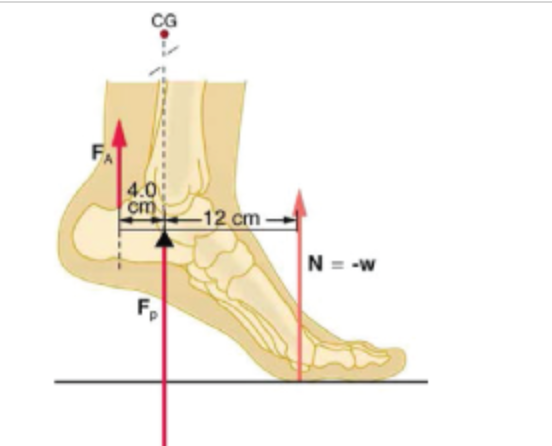 4.0
cm
-12 cm
N = -W
