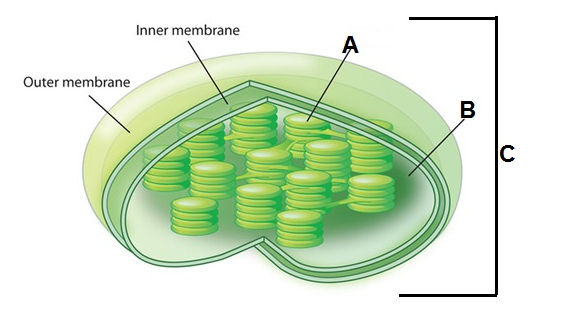 Inner membrane
A
Outer membrane
В
