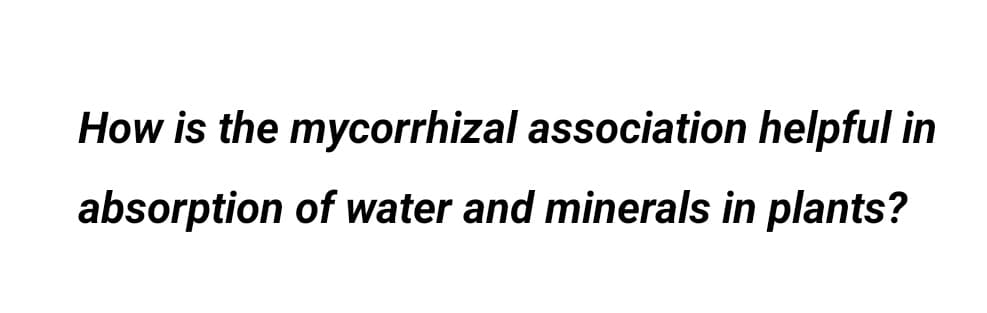 How is the mycorrhizal association helpful in
absorption of water and minerals in plants?
