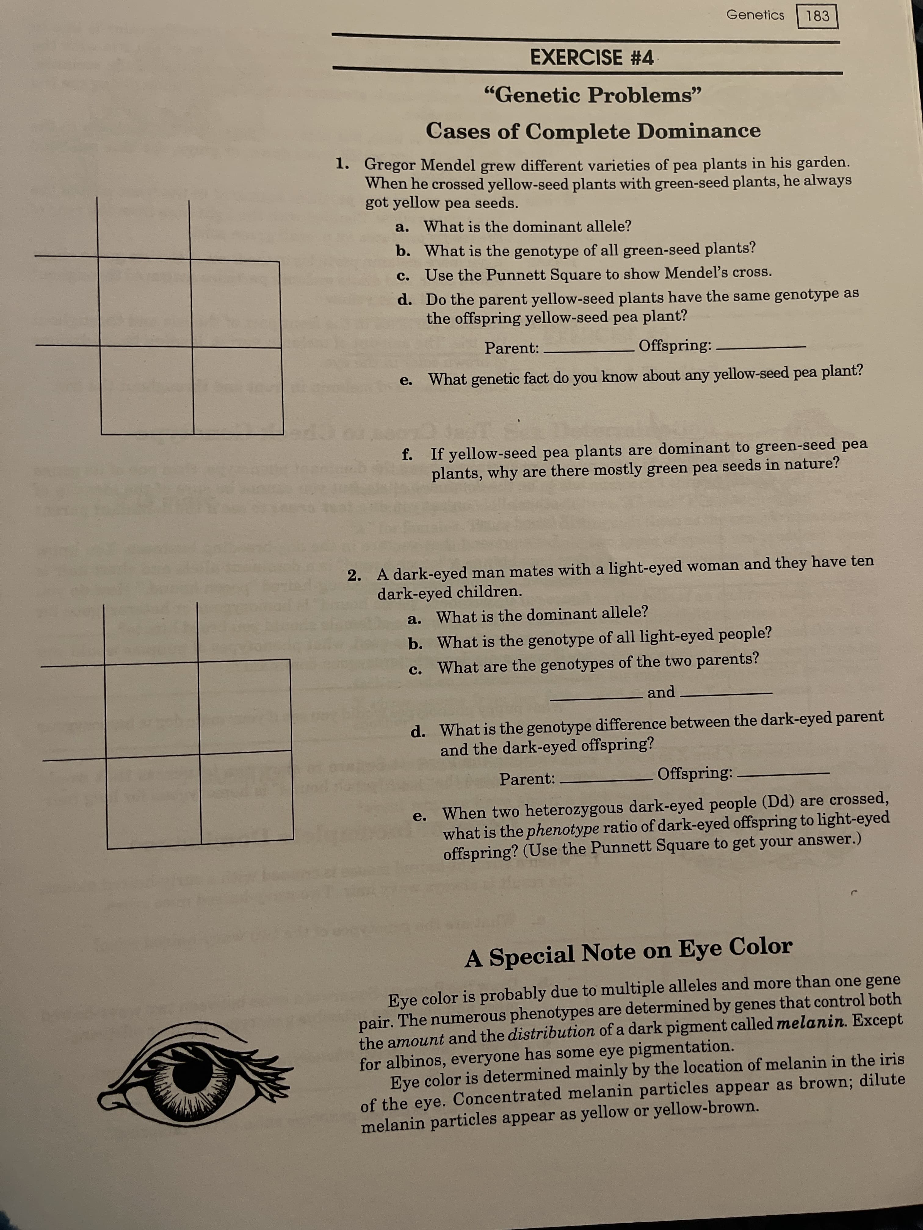 Genetics
183
EXERCISE #4.
"Genetic Problems"
99
Cases of Complete Dominance
1. Gregor Mendel grew different varieties of pea plants in his garden.
When he crossed yellow-seed plants with green-seed plants, he always
got yellow pea seeds.
a. What is the dominant allele?
b. What is the genotype of all green-seed plants?
Use the Punnett Square to show Mendel's cross.
d. Do the parent yellow-seed plants have the same genotype as
the offspring yellow-seed pea plant?
Parent:
Offspring:
What genetic fact do you know about any yellow-seed pea plant?
е.
f. If yellow-seed pea plants are dominant to green-seed pea
plants, why are there mostly green pea seeds in nature?
2. A dark-eyed man mates with a light-eyed woman and they have ten
dark-eyed children.
a. What is the dominant allele?
b. What is the genotype of all light-eyed people?
What are the genotypes of the two parents?
and
d. What is the genotype difference between the dark-eyed parent
and the dark-eyed offspring?
Parent:
Offspring:
e. When two heterozygous dark-eyed people (Dd) are crossed,
what is the phenotype ratio of dark-eyed offspring to light-eyed
offspring? (Use the Punnett Square to get your answer.)
A Special Note on Eye Color
Eye color is probably due to multiple alleles and more than one gene
pair. The numerous phenotypes are determined by genes that control both
the amount and the distribution of a dark pigment called melanin. Except
for albinos, everyone has some eye pigmentation.
Eye color is determined mainly by the location of melanin in the iris
of the eye. Concentrated melanin particles appear as brown; dilute
melanin particles appear as yellow or yellow-brown.
