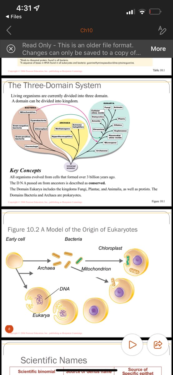 4:31
◄ Files
(X)
"Binds to ribosomal protein; found in all bacteria.
A sequence of bases in tRNA found in
Read Only - This is an older file format.
Changes can only be saved to a copy of...
al protein; found in deukaryotes and bacteria: guanine-thymine-pseudouridine-cytosine-guanine.
Copyright © 2004 Pearson Education, Inc., publishing as Benjamin Cummings
Gram-negative
bacteria
The Three-Domain System
Living organisms are currently divided into three domain.
A domain can be divided into kingdom.
BACTERIA
Mitochondrion
Cyanobacteria
Gram-positive
bacteria
Chloroplast
Thermologa
ARCHAEA
Methanogens
Hyperthermophiles
Eukarya
Archaea
Ch10
******
CHHO
Universal
ancestor
Extreme
halophiles
wwwwww
DNA
www
EUKARYA
Fungi Animals
8
pyright © 2004 Pearson Education, Inc., publishing as Benjamin Cummings
Cellular
slime molds
Scientific Names
Scientific binomial
Source
| Source
ource
Oomycotes
Amoeba
Figure 10.2 A Model of the Origin of Eukaryotes
Early cell
Bacteria
of
of
Chromista
Y
Key Concepts
All organisms evolved from cells that formed over 3 billion years ago.
The DNA passed on from ancestors is described as conserved.
The Domain Eukarya includes the kingdoms Fungi, Plantae, and Animalia, as well as protists. The
Domains Bacteria and Archaea are prokaryotes.
Copyright © 2004 Pearson Education, Inc., publishing as Benjamin Cummings
Archaezea
Ciliates
Microspora
Mitochondrion
Plants
Plasmodial
slime molds
Euglenozoa
Chloroplast
Genus frame |
de
(
www
A
AO
More
Table 10.1
Figure 10.1.
Source of
Specific epithet