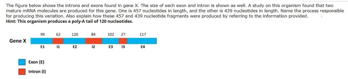 The figure below shows the introns and exons found in gene X. The size of each exon and intron is shown as well. A study on this organism found that two
mature mRNA molecules are produced for this gene. One is 457 nucleotides in length, and the other is 439 nucleotides in length. Name the process responsible
for producing this variation. Also explain how these 457 and 439 nucleotide fragments were produced by referring to the information provided.
Hint: This organism produces a poly-A tail of 120 nucleotides.
99
62
120
84
102
27
117
Gene X
E1
11
E2
12
ЕЗ
13
E4
Exon (E)
Intron (I)
