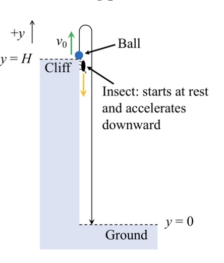 +y ↑
Vo
Ball
y=H
Cliff
Insect: starts at rest
and accelerates
downward
アミ0
Ground
