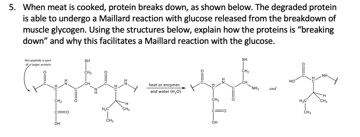5. When meat is cooked, protein breaks down, as shown below. The degraded protein
is able to undergo a Maillard reaction with glucose released from the breakdown of
muscle glycogen. Using the structures below, explain how the proteins is "breaking
down" and why this facilitates a Maillard reaction with the glucose.
SH
this peptide is part
of a larger protein
SH
CH,
CH2
NH
но
.CH
heat or enzymes
.CH
NH2
and
and water (H,0)
H.
CH2
CH2
H,C
CH3
H2C
CH3
:
ČH3
ČH3
он
OH
