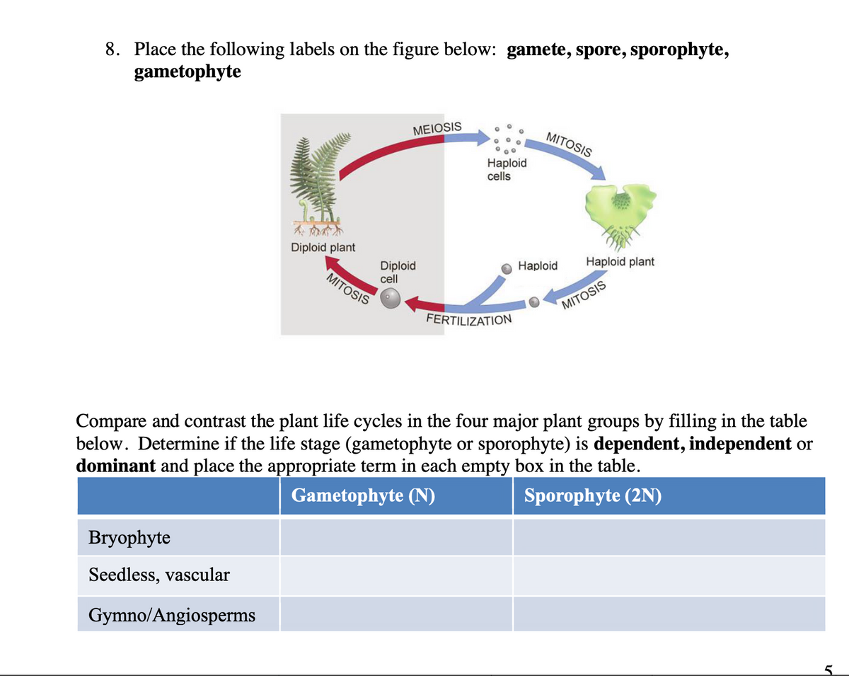 8. Place the following labels on the figure below: gamete, spore, sporophyte,
gametophyte
ΜΕIOSIS
MITOSIS
Haploid
cells
Diploid plant
Diploid
Haploid
Haploid plant
cell
MITOSIS
MITOSIS
FERTILIZATION
Compare and contrast the plant life cycles in the four major plant groups by filling in the table
below. Determine if the life stage (gametophyte or sporophyte) is dependent, independent or
dominant and place the appropriate term in each empty box in the table.
Gametophyte (N)
Sporophyte (2N)
Bryophyte
Seedless, vascular
Gymno/Angiosperms
