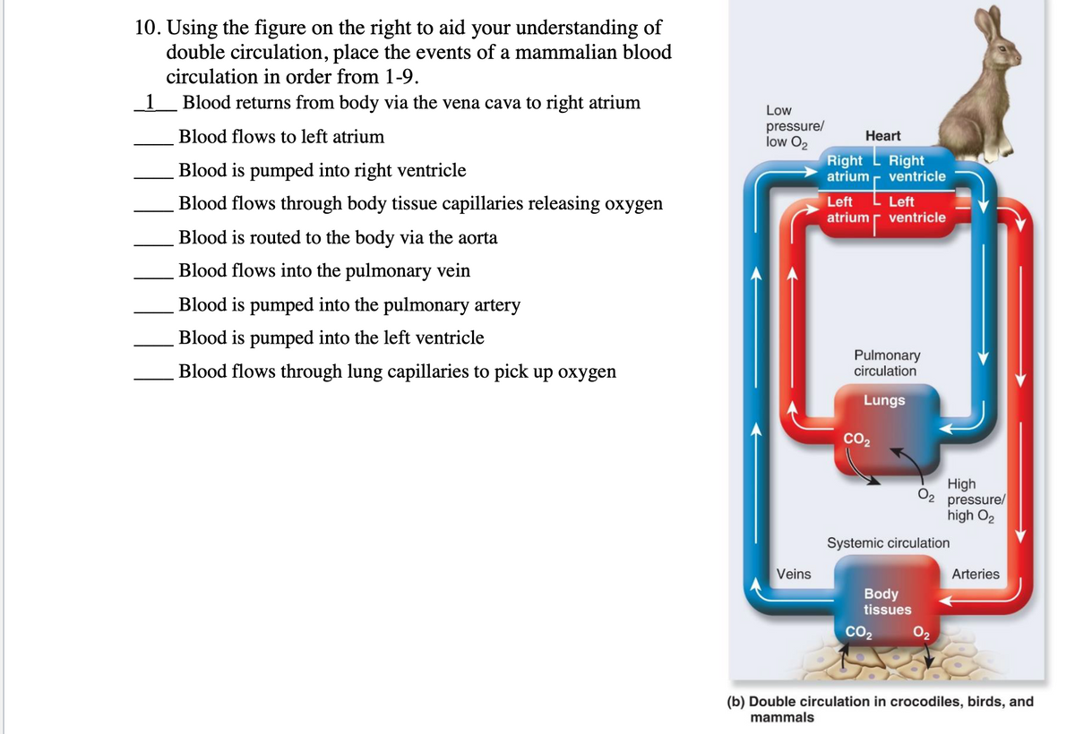 10. Using the figure on the right to aid your understanding of
double circulation, place the events of a mammalian blood
circulation in order from 1-9.
_1_ Blood returns from body via the vena cava to right atrium
Low
pressure/
low O2
Blood flows to left atrium
Heart
Blood is pumped into right ventricle
Right L Right
atrium
ventricle
Blood flows through body tissue capillaries releasing oxygen
Left
Left
atrium r ventricle
Blood is routed to the body via the aorta
Blood flows into the pulmonary vein
Blood is pumped into the pulmonary artery
Blood is pumped into the left ventricle
Blood flows through lung capillaries to pick up oxygen
Pulmonary
circulation
Lungs
co2
High
O2 pressure/
high O2
Systemic circulation
Veins
Arteries
Body
tissues
co2
02
(b) Double circulation in crocodiles, birds, and
mammals
