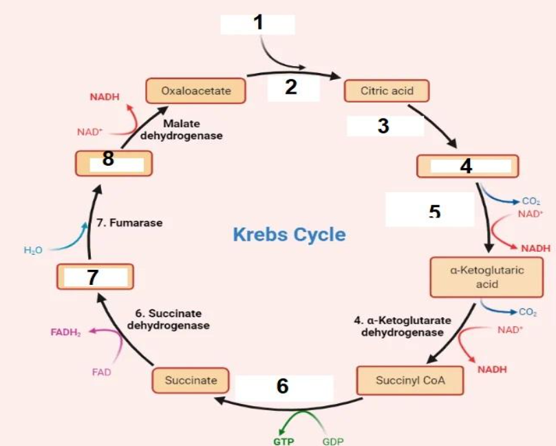 H₂O
NADH
NAD
FADH₂
8
7
Oxaloacetate
7. Fumarase
FAD
Malate
dehydrogenase
6. Succinate
dehydrogenase
Succinate
t
2
Krebs Cycle
6
GTP
GDP
Citric acid
3
5
4. a-ketoglutarate
dehydrogenase
Succinyl CoA
4
CO₂
NAD
a-ketoglutaric
acid
NADH
NADH
NAD
CO₂₁₂