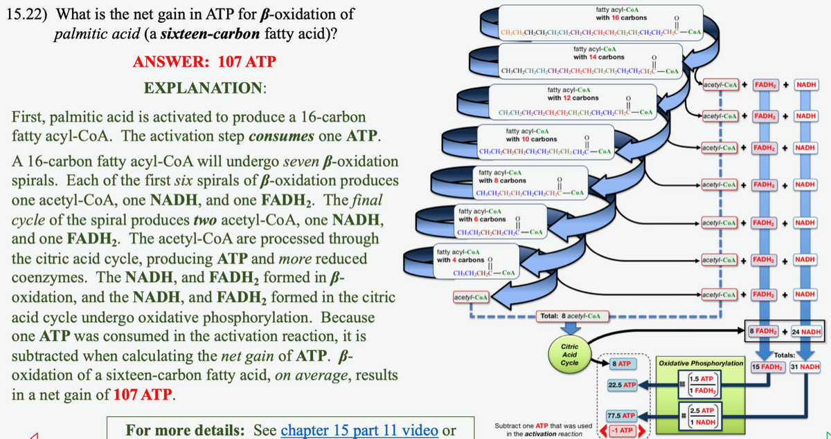 15.22) What is the net gain in ATP for ß-oxidation of
palmitic acid (a sixteen-carbon fatty acid)?
ANSWER: 107 ATP
EXPLANATION:
First, palmitic acid is activated to produce a 16-carbon
fatty acyl-CoA. The activation step consumes one ATP.
A 16-carbon fatty acyl-CoA will undergo seven ß-oxidation
spirals. Each of the first six spirals of ß-oxidation produces
one acetyl-CoA, one NADH, and one FADH₂. The final
cycle of the spiral produces two acetyl-CoA, one NADH,
and one FADH₂. The acetyl-CoA are processed through
the citric acid cycle, producing ATP and more reduced
coenzymes. The NADH, and FADH₂ formed in ß-
oxidation, and the NADH, and FADH₂ formed in the citric
acid cycle undergo oxidative phosphorylation. Because
one ATP was consumed in the activation reaction, it is
subtracted when calculating the net gain of ATP. B-
oxidation of a sixteen-carbon fatty acid, on average, results
in a net gain of 107 ATP.
fatty acyl-CoA
with 16 carbons
| CHỊCH CHỊCH,CH,CH_CH,CHCH,CH,CH,CH,CH,CH,CH,C –CoA
fatty acyl-CoA
with 4 carbons
fatty acyl-CoA
with 14 carbons
| CH,CH;CH;CH;CH,CH;CH,CH,CH;CH;CH,CHỊCH,C—COA
fatty acyl-CoA
with 10 carbons
CH₂CH₂CH₂CH₂CH₂CH₂CH₂CH₂CH₂C
For more details: See chapter 15 part 11 video or
fatty acyl-CoA
with 12 carbons
CHCHCH,CH,CHCHCH CHÍCH CHÍCH,C–Cos
fatty acyl-CoA
with 8 carbons
CH,CHỊCH;CH,CH_CH,CH,—CoA
fatty acyl-CoA
with 6 carbons
| CH,CH;CH;CH;CH,C…CA
acetyl-CoA
CH₂CH₂CH₂C-COA
-‒‒‒‒ Total: 8 acetyl-CoA
Citric
Acid
Cycle
Subtract one ATP that was used
in the activation reaction
8 ATP
22.5 ATP
77.5 ATP
-1 ATP
acetyl-CoA
23
acetyl-CoA FADH₂ + NADH
acetyl-CoA
acetyl-CoA
acetyl-CoA FADH₂ NADH
acetyl-CoA
acetyl-CoA
FADH₂ + NADH
1.5 ATP
1 FADH₂
FADH₂ + NADH
2.5 ATP
1 NADH
FADH₂ NADH
FADH₂ + NADH
Totals:
Oxidative Phosphorylation 15 FADH₂ 31 NADH
FADH₂ + NADH
8 FADH₂ + 24 NADH