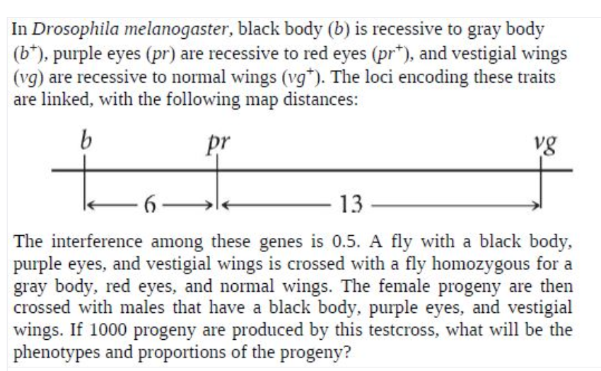 In Drosophila melanogaster, black body (b) is recessive to gray body
(b*), purple eyes (pr) are recessive to red eyes (pr*), and vestigial wings
(vg) are recessive to normal wings (vg*). The loci encoding these traits
are linked, with the following map distances:
b
pr
vg
6-
13
The interference among these genes is 0.5. A fly with a black body,
purple eyes, and vestigial wings is crossed with a fly homozygous for a
gray body, red eyes, and normal wings. The female progeny are then
crossed with males that have a black body, purple eyes, and vestigial
wings. If 1000 progeny are produced by this testcross, what will be the
phenotypes and proportions of the progeny?
