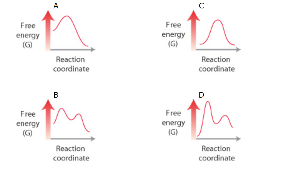 A
Free
Free
energy
(G)
energy
(G)
Reaction
Reaction
coordinate
coordinate
В
D
Free
Free
energy
(G)
energy
(G)
Reaction
coordinate
Reaction
coordinate
