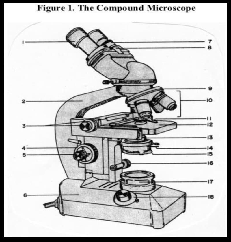 Figure 1. The Compound Microscope
2
3-
7
-10
-12
-13
-16
-17
-18