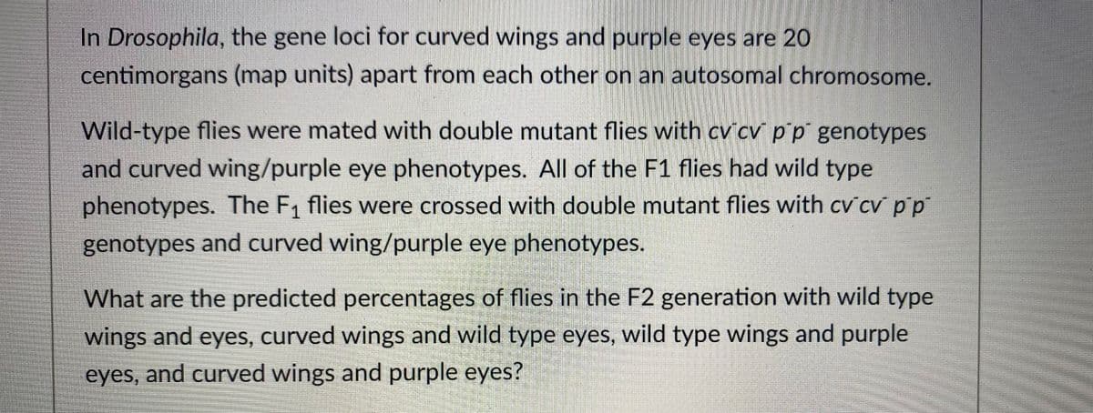 In Drosophila, the gene loci for curved wings and purple eyes are 20
centimorgans (map units) apart from each other on an autosomal chromosome.
Wild-type flies were mated with double mutant flies with cv cv p p genotypes
and curved wing/purple eye phenotypes. AlIl of the F1 flies had wild type
phenotypes. The F, flies were crossed with double mutant flies with cv cv p'p
genotypes and curved wing/purple eye phenotypes.
What are the predicted percentages of flies in the F2 generation with wild type
wings and eyes, curved wings and wild type eyes, wild type wings and purple
eyes, and curved wings and purple eyes?
